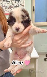 CUCCIOLI 2 MESI taglia media