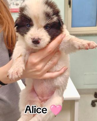 CUCCIOLI 2 MESI taglia media