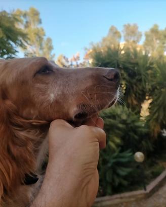 Setter inglese