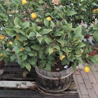 pianta limone vaso 20anni