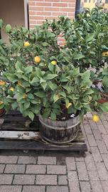 pianta limone vaso 20anni