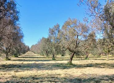 Uliveto da 1.86 ha - a Sud di Brindisi