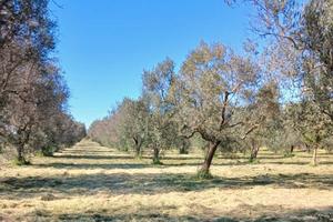 Uliveto da 1.86 ha - a Sud di Brindisi
