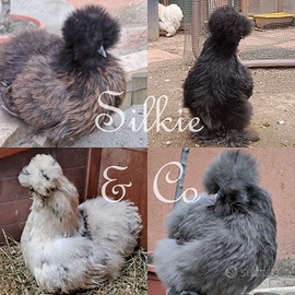 Moroseta americana silkie uova