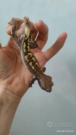 Geco Ciliatus