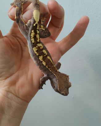 Geco Ciliatus