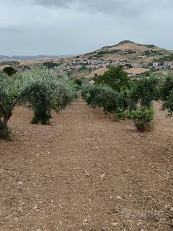 Terreno con uliveto Petralia Soprana