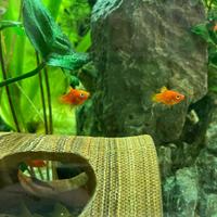 Platy, Neocaridine