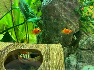 Platy, Neocaridine, Ampullarie, Helena, Endler