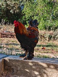 Brahma perniciato