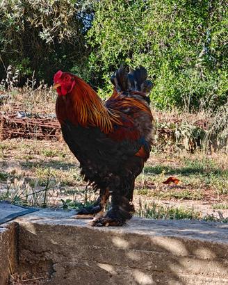 Brahma perniciato