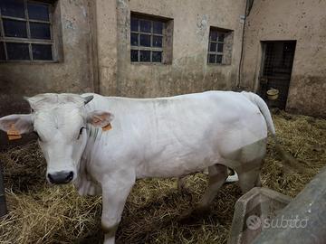 Vitello Marchigiano