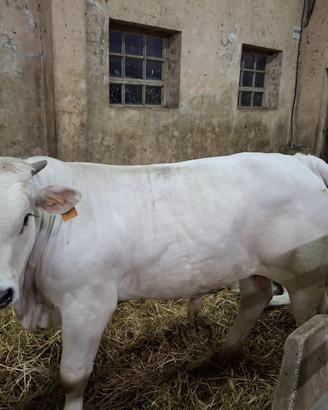Vitello Marchigiano