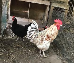 Coppia polli Marans