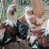 Galline faverolless Nana