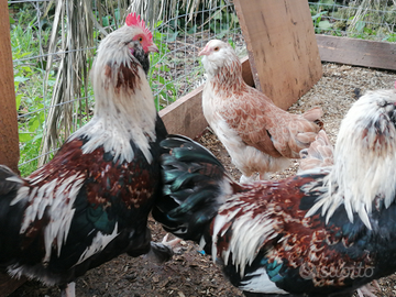 Galline faverolless Nana