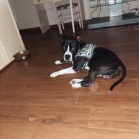 Cane amstaff maschio