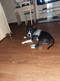 Cane amstaff maschio