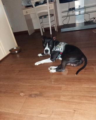 Cane amstaff maschio