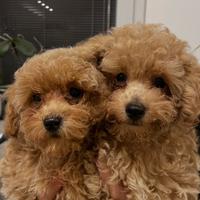 BarboncinoToy femmine e maschi con pedigree ENCI