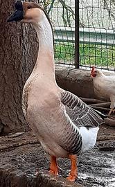 Oca cignoide (maschio)