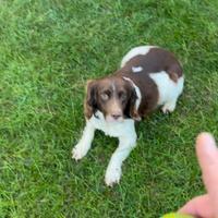 Springer spaniel