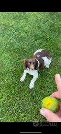 Springer spaniel