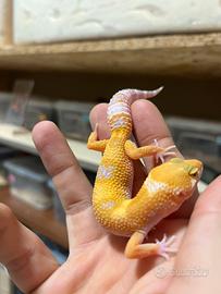 Geco leopardino