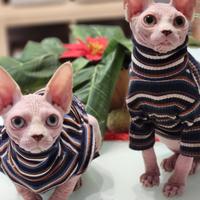 Cucciolo di sphynx