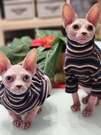 Cucciolo di sphynx