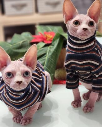 Cucciolo di sphynx
