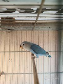 Giovane inseparabile blu