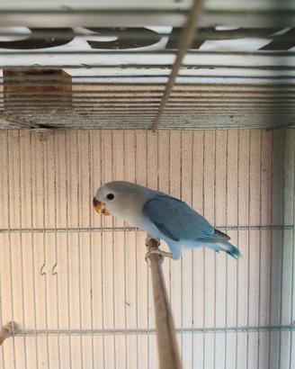 Giovane inseparabile blu