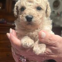 Cuccioli di Barboncini