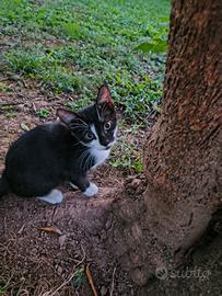 Gattini