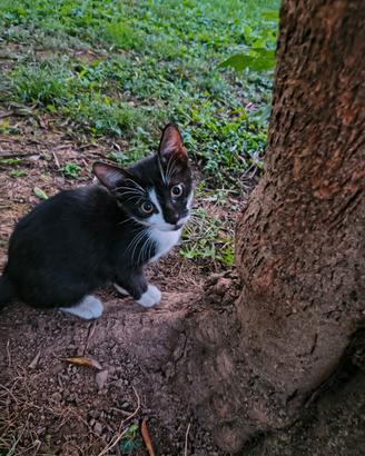 Gattini