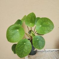Pianta Pilea Peperomioides / Pianta delle monete