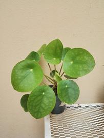 Pianta Pilea Peperomioides / Pianta delle monete