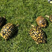 Tartarughe femmine riproduttive