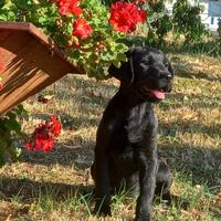 Cuccioli labrador
