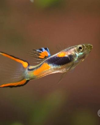Pesci endler acquario