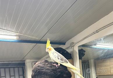 Capolista allevato a mano