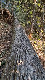 7 alberi quercia legname da opera