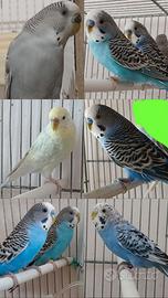 Cocoriti e cocoriti rainbow