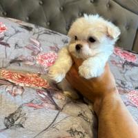 Maltesina mini toy