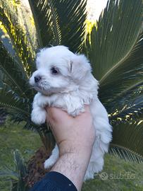 Cuccioli di maltese mini