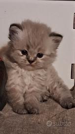 Gattini scottish blue point