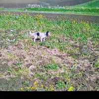 Cucciolana setter 20mesi