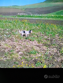 Cucciolana setter 20mesi