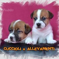 Cuccioli di Jack Russell (Russel) - Allevamento